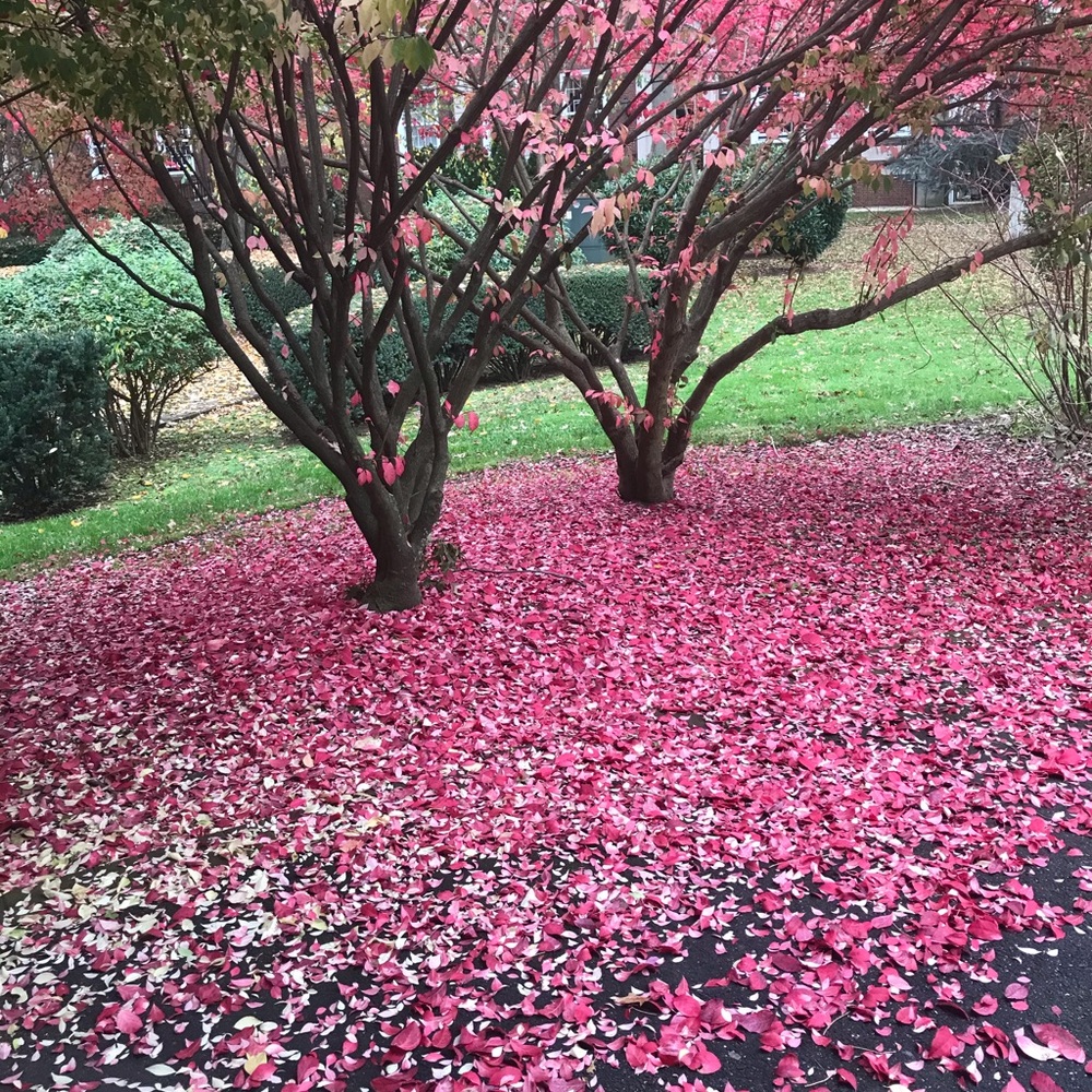 Meet your Posher, Dominique